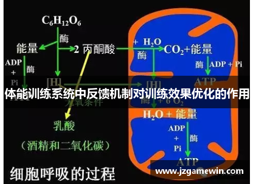 体能训练系统中反馈机制对训练效果优化的作用